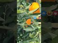 Shortcut🍊Greek Orange🍊Please subscribe.