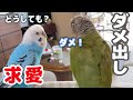 鳥同士でも人の言葉で話すのね　Parakeet Says No to Budgie Courtship