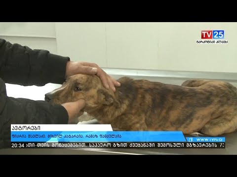 სამინისტრო: 2019 წელს ცხოველთა თავშესაფრის აშენება ყველა რეგიონში იგეგმება