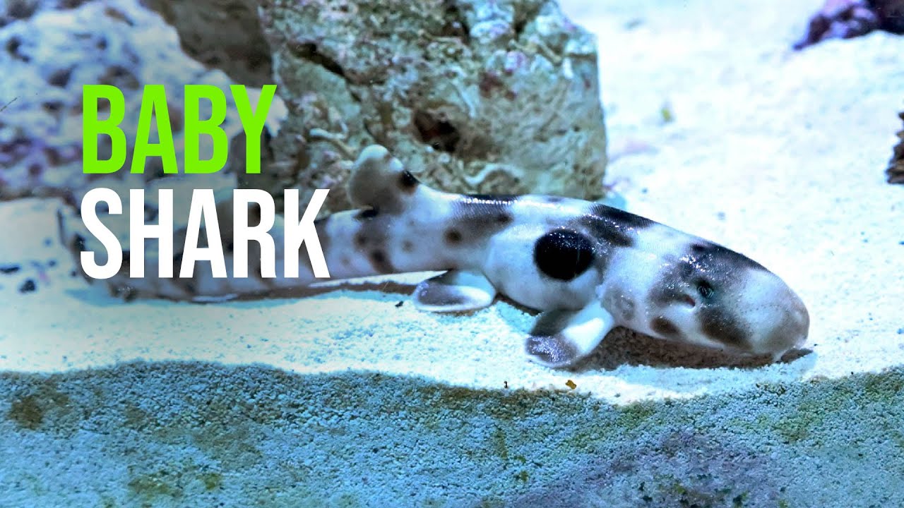 Baby endangered shark rays growing up at the Georgia Aquarium