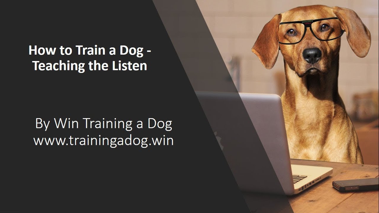 How To Learn Training A Dog at Bobbie ODonnell blog