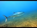 Tuna in Rosh Hanikra National Park. טונה בשמורצ ראש הנקרה.