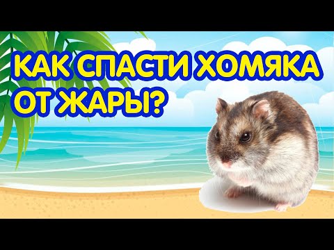 Видео: Как ухаживать за уткой (с иллюстрациями)