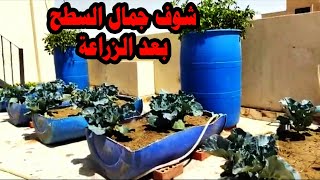 نتيجة زراعة سطح التجمع الاول بعد شهرين فقط ( نجاح زراعة الاسطح )