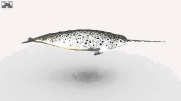 Narwhal Low Poly 3D model by 3DModels.org