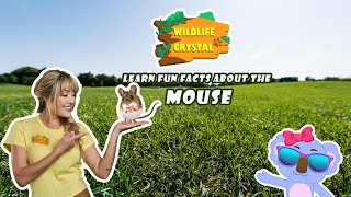 Mouse Facts