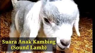 Suara Anak Kambing Lucu Menggemaskan | Lamb Sound | o som de um cabrito | sound kid goat