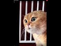 Talking cat credits to pinkstarlight1655 memes catmemes