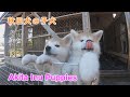 かわいすぎる！秋田犬の子犬たち　Akita inu puppies