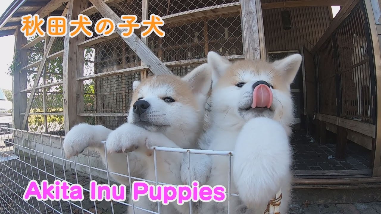 かわいすぎる！秋田犬の子犬たち　Akita inu puppies