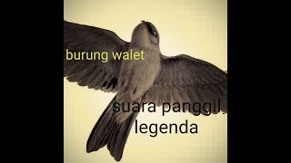 SUARA PANGGIL BURUNG WALET /LEGENDA/