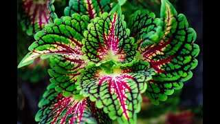 Starting Coleus seeds the easy way (and seedling update)