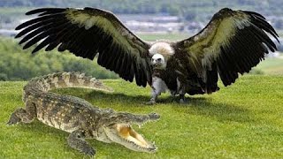 Craziest Eagle Attacks of All Time 2022