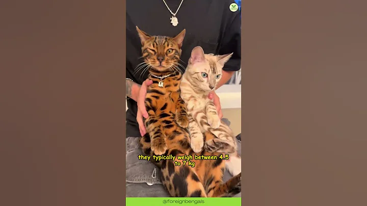 Video 11536501: bengal leopard cat, bengal cat lives