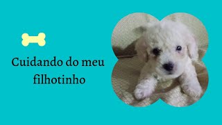 GANHEI UM POODLE  um dia com meu filhote