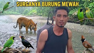 RISKING IT ALL BY ENTERING TIGER TERRITORY_WHO WOULD HAVE THOUGHT I'D CATCH A BIRD THIS STUNNING😵