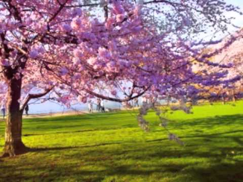 Urik gullaganda…uzbek song about orchard blossom