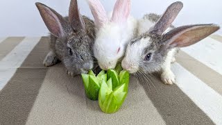 Cutest Small Rabbit Eating Cucumber ASMR - ASMR Rabbit Eating