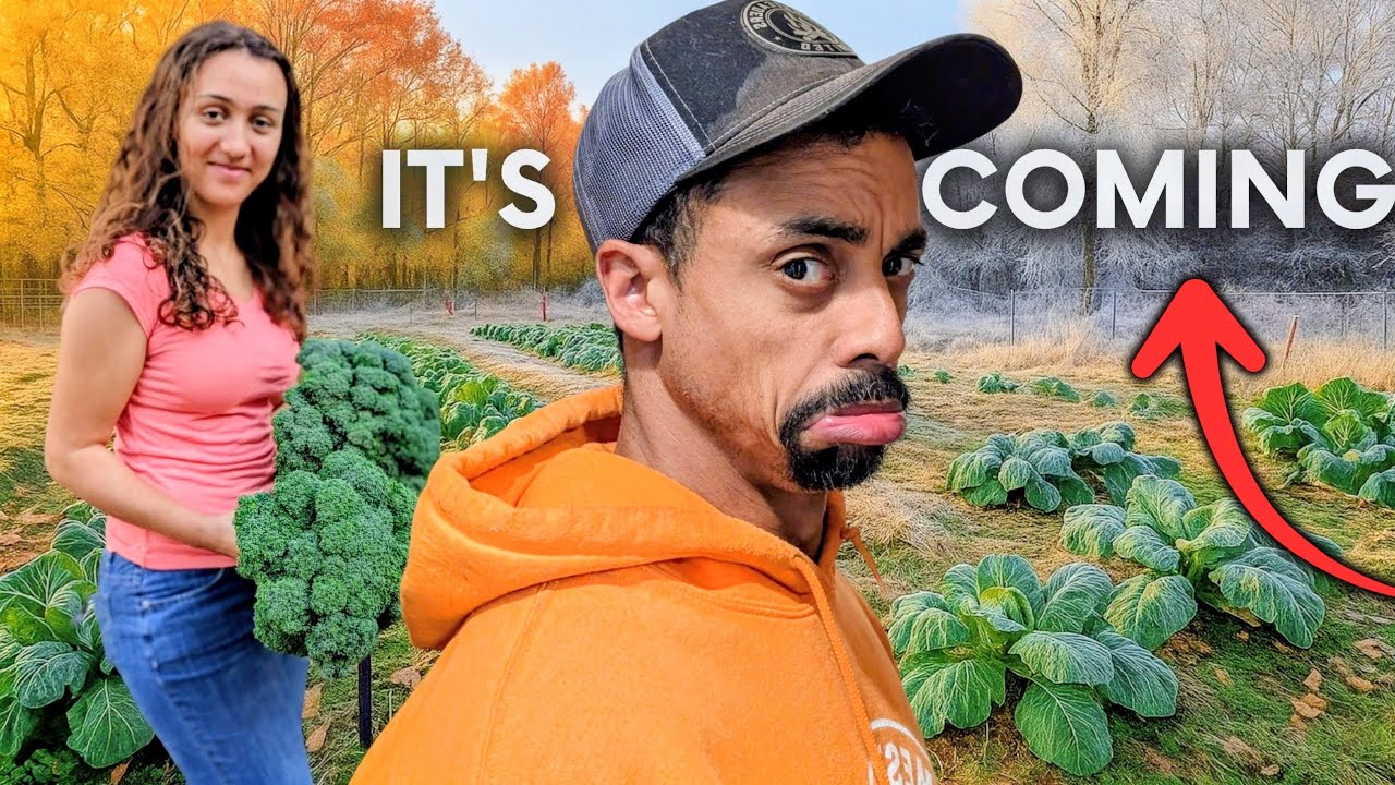 Приближается… Сможем ли мы спасти последний урожай в нашем саду до наступления заморозков?