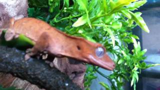 Geeko The Gecko - iPhone 4