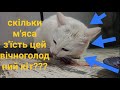 Скільки м&#39;яса може з&#39;їсти кіт???