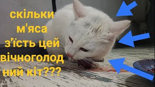 Скільки м&#39;яса може з&#39;їсти кіт???