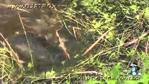 Alligator eats Python 02, Time Lapse Speed x1