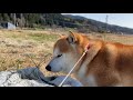 あぜ道に行ってみる柴犬