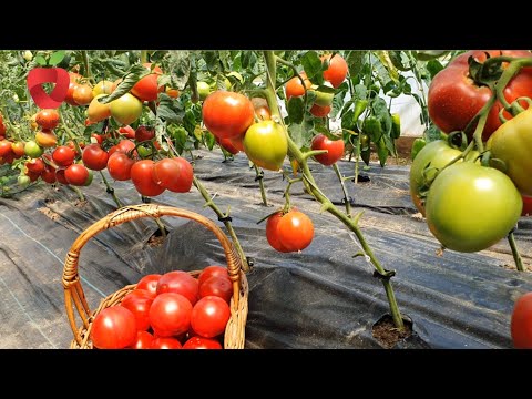 Video: 4 načina popravljanja cipela od antilopa