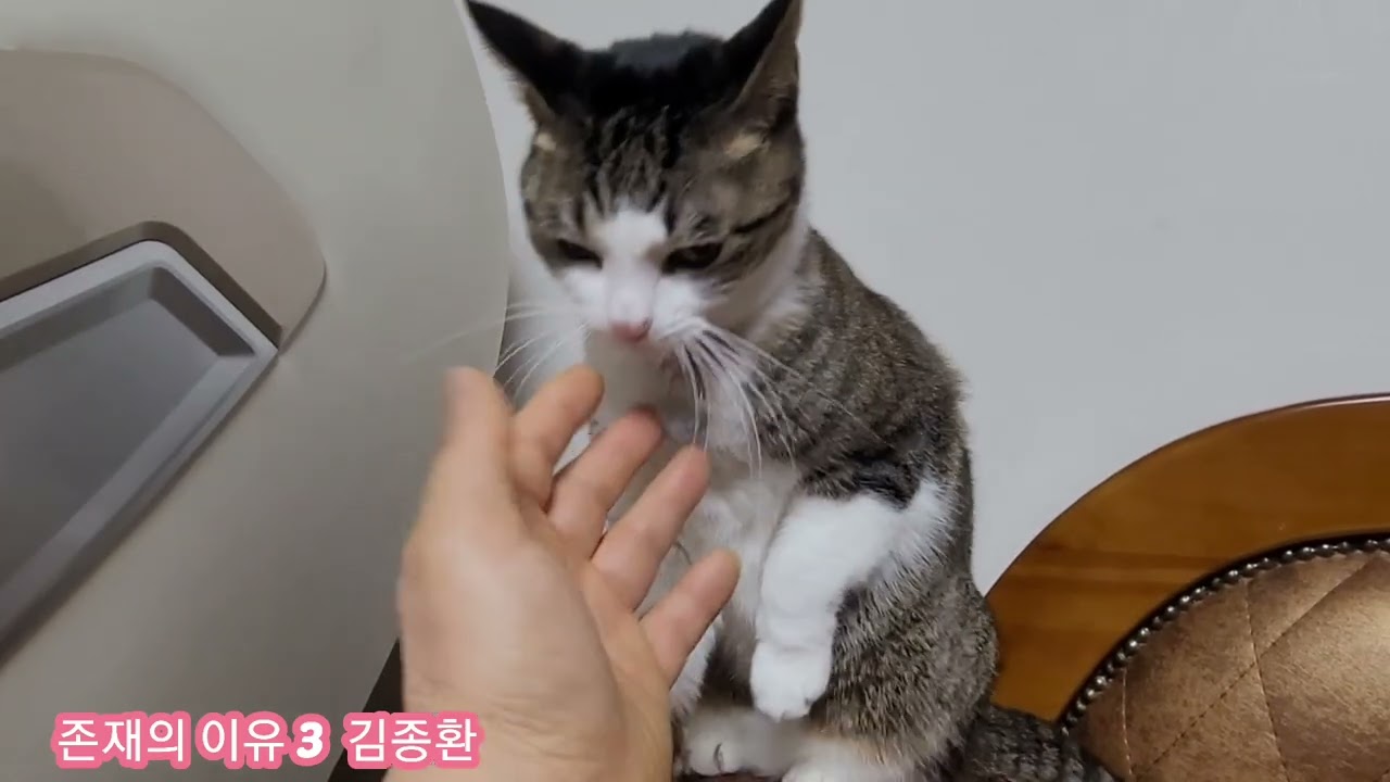 존재의 이유 3  #김종환 #고양이 #보리 #펫 #테너 색소폰 #야나기사와 #김성수연주 #별이 빛나는 밤에