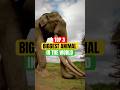 The Top 3 Biggest Animals in the World!