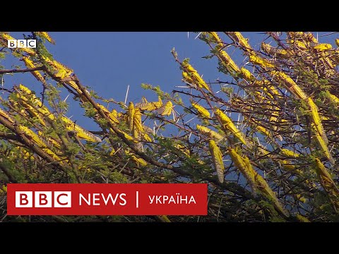 Сарана наступає! Сарана наступає!