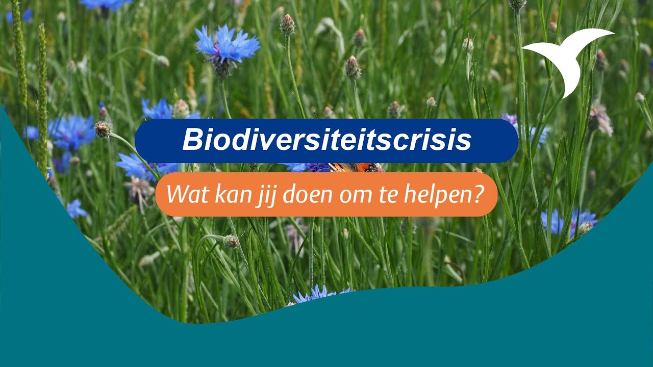 Geen tuin, wel biodiversiteit: wat kun je zelf doen?