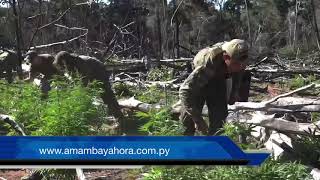 Operativo Omega 6 - destruyen casi 500 toneladas de marihuana en Amambay