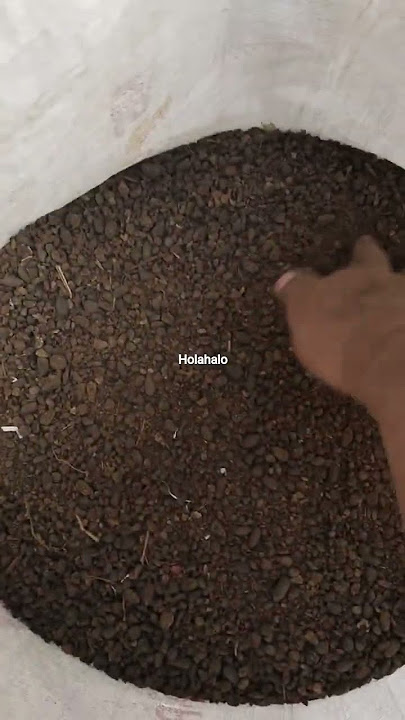 original iNtiil bolooo #jalanyangjauhjanganlupapulang #lifeisbutadream #gardening #farming