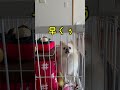 わんこなのになぜ喋れるの？