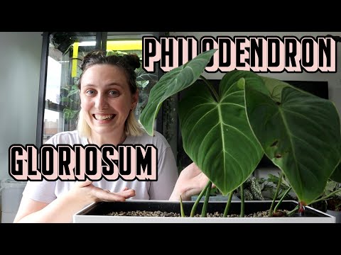 Philodendron Gloriosum Care 🪴 Tips & Tricks