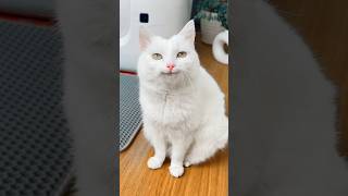 Thumbnail for КАК МЫ ЖИЛИ БЕЗ НЕГО? 😤 #cat #pets #funny #comedy #animals