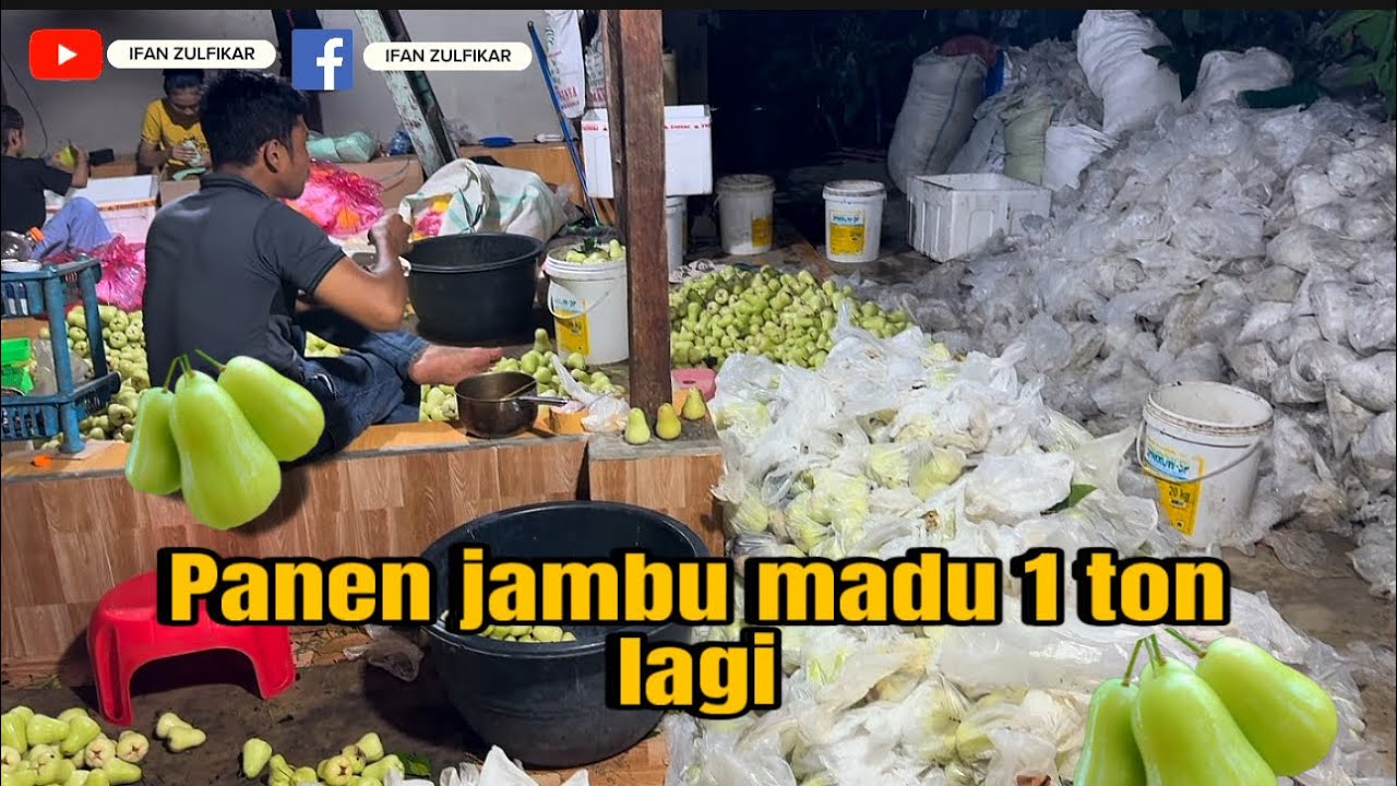 Kita panen jambu madu lagi di atas 1 ton