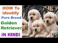How to Check Pure Golden Retriever Breed In Hindi | Know Your Breed In hindi | The Ultimate Channel