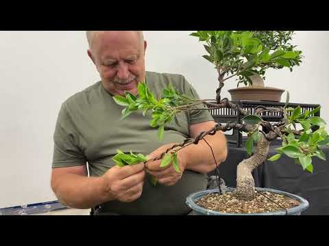 How To Increase The Value Of Your Ficus Bonsai