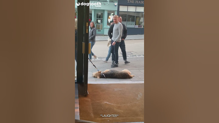 Pub-loving Dog Refuses to Walk Past Without a Pint || Dogtooth Media