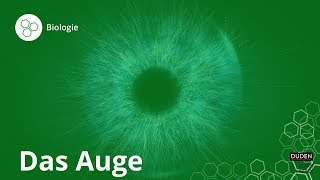 Das Auge: So funktioniert Sehen – Biologie | Duden Learnattack