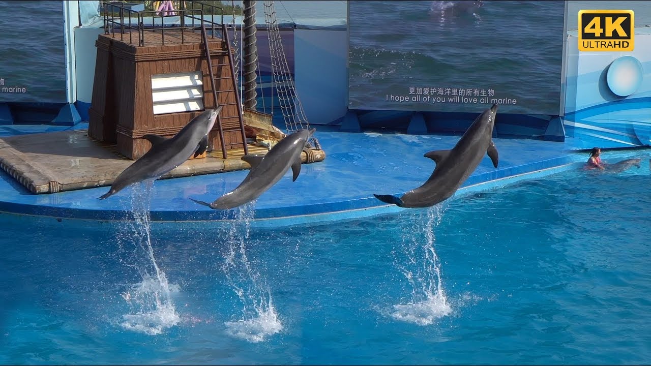 Dolphin Show in Ocean Park in Hong Kong in 4K UHD YouTube