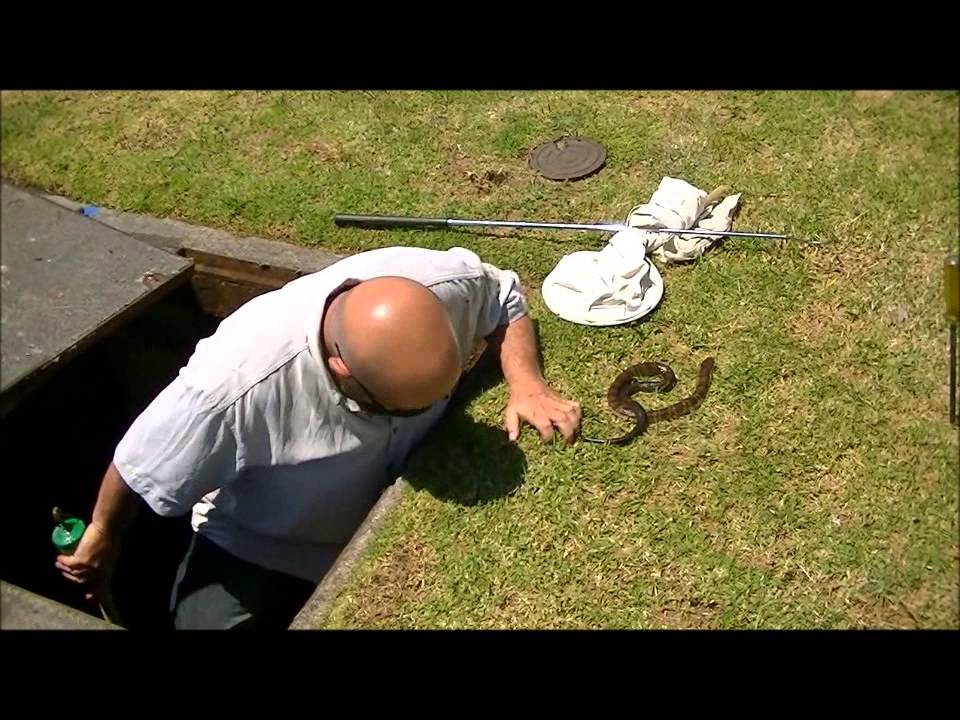 Snake Pit Rosebud 28.11.12. YouTube