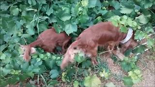 Happy Cavaliers foraging, but what is in the bushes?