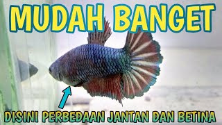 🔴 Cara Membedakan Ikan Cupang Pejantan Dengan Ikan Cupang Betina