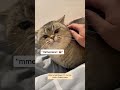 funny cats meow 🤣😱 #viral #funny #cats #shorts