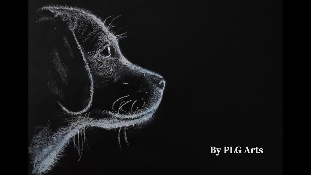 White charcoal pencil drawing in black paper. Dog | drawing | painting