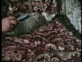 Котёнок расчёсывается